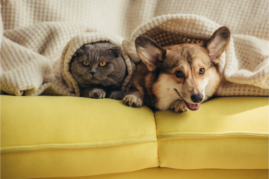 dog and cat on couch