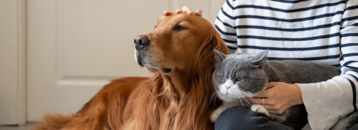 animal hospital in oak lawn IL