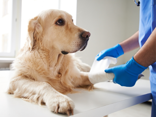 dog_bandage